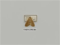 藏品(夜蛾科)的圖片